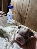Maybel, a female Frenchton for sale in Aberdeen, WA – 4 of 4