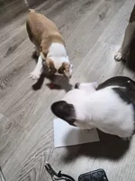 Cedar, a male Frenchton for sale in Aberdeen, WA – Photo 6 of 6