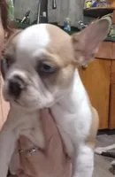 Cedar, a male Frenchton for sale in Aberdeen, WA – Photo 4 of 6