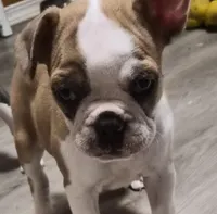 Cedar, a male Frenchton for sale in Aberdeen, WA – Photo 1 of 6