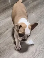 Cedar, a male Frenchton for sale in Aberdeen, WA – Photo 3 of 6