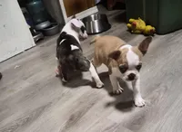 Cedar, a male Frenchton for sale in Aberdeen, WA – Photo 5 of 6