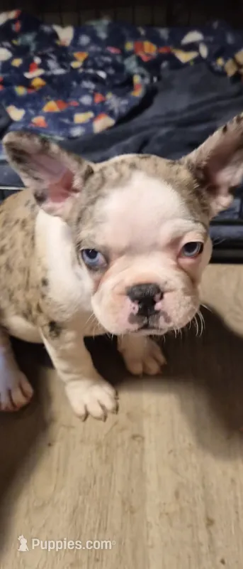 Benny, a male Frenchton for sale in Aberdeen, WA – 1 of 3