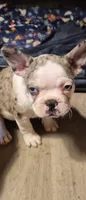 Benny, a male Frenchton for sale in Aberdeen, WA – 1 of 3