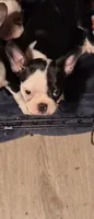 Jax, a female Frenchton for sale in Aberdeen, WA – 2 of 3