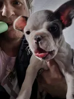 Splatters, a female Frenchton for sale in Aberdeen, WA – Photo 1 of 4