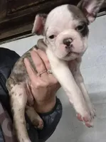 Splatters, a female Frenchton for sale in Aberdeen, WA – Photo 3 of 4