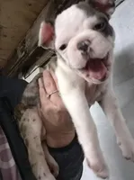 Splatters, a female Frenchton for sale in Aberdeen, WA – Photo 2 of 4