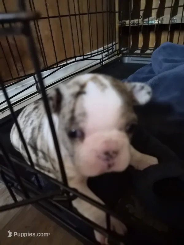 Maybel – Frenchton puppy for sale in Aberdeen, WA