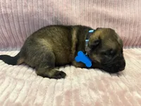 Light Blue - Female, a female German Shepherd Dog for sale in Terre Haute, IN – 3 of 5