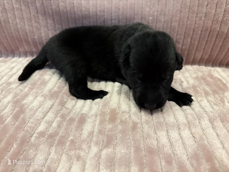 Black - Male – German Shepherd Dog puppy for sale in Terre Haute, IN