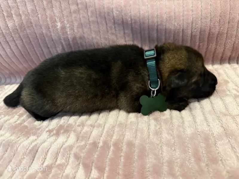 Green - Male – German Shepherd Dog puppy for sale in Terre Haute, IN