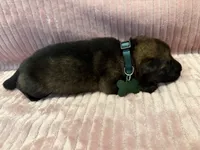 Green - Male, a male German Shepherd Dog for sale in Terre Haute, IN – 1 of 5