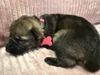 Pink - Female, a female German Shepherd Dog for sale in Terre Haute, IN – 2 of 4