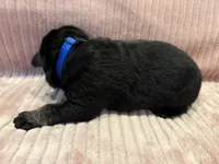 Blue - Male, a male German Shepherd Dog for sale in Terre Haute, IN – 2 of 4