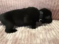 Black - Male, a male German Shepherd Dog for sale in Terre Haute, IN – 2 of 4