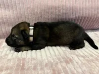 Beige - Female, a female German Shepherd Dog for sale in Terre Haute, IN – 3 of 4