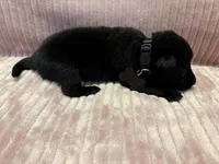 Black - Male, a male German Shepherd Dog for sale in Terre Haute, IN – 3 of 4