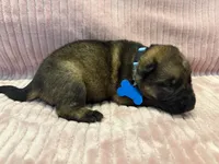 Light Blue - Female, a female German Shepherd Dog for sale in Terre Haute, IN – 2 of 5