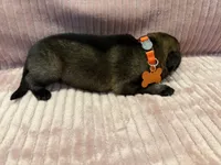 Orange - Male, a male German Shepherd Dog for sale in Terre Haute, IN – 2 of 4