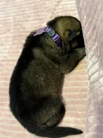 Purple - Female, a female German Shepherd Dog for sale in Terre Haute, IN – 3 of 4