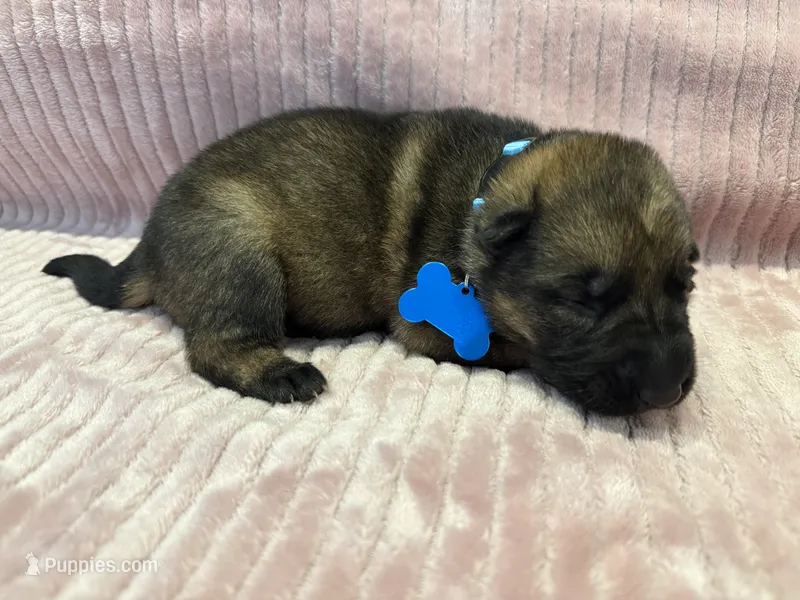 Light Blue - Female – German Shepherd Dog puppy for sale in Terre Haute, IN