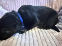 Blue - Male, a male German Shepherd Dog for sale in Terre Haute, IN – 3 of 4