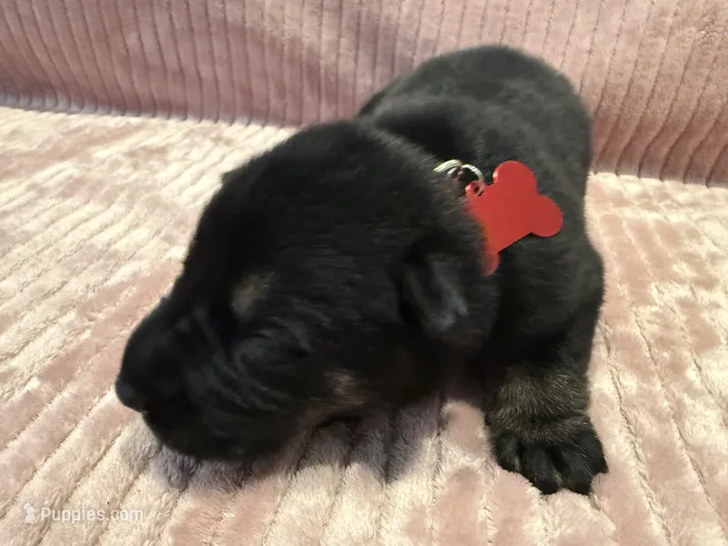 Red - Male – German Shepherd Dog puppy for sale in Terre Haute, IN