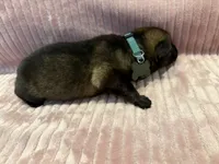 Green - Male, a male German Shepherd Dog for sale in Terre Haute, IN – 3 of 5