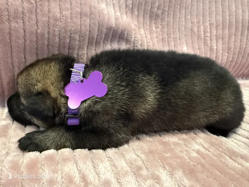 Purple - Female – German Shepherd Dog puppy for sale in Terre Haute, IN