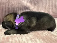 Purple - Female, a female German Shepherd Dog for sale in Terre Haute, IN – 1 of 4