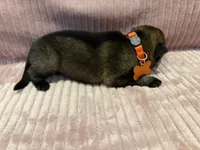 Orange - Male, a male German Shepherd Dog for sale in Terre Haute, IN – 3 of 4