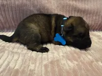 Light Blue - Female, a female German Shepherd Dog for sale in Terre Haute, IN – 4 of 5