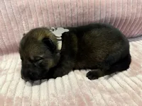 Beige - Female, a female German Shepherd Dog for sale in Terre Haute, IN – 1 of 4