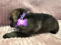 Purple - Female, a female German Shepherd Dog for sale in Terre Haute, IN – 2 of 4