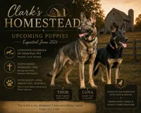 Pink - Female, a female German Shepherd Dog for sale in Terre Haute, IN – 4 of 4