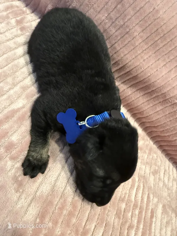 Blue - Male – German Shepherd Dog puppy for sale in Terre Haute, IN