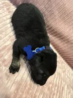 Blue - Male, a male German Shepherd Dog for sale in Terre Haute, IN – 1 of 4