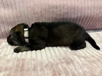 Beige - Female, a female German Shepherd Dog for sale in Terre Haute, IN – 4 of 4