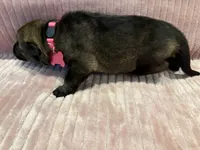 Pink - Female, a female German Shepherd Dog for sale in Terre Haute, IN – 3 of 4