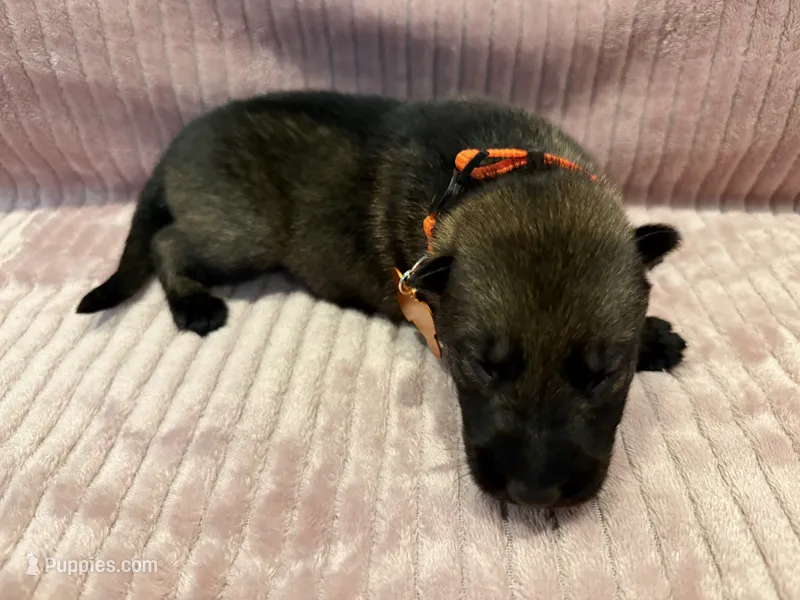 Orange - Male – German Shepherd Dog puppy for sale in Terre Haute, IN