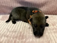 Orange - Male, a male German Shepherd Dog for sale in Terre Haute, IN – 1 of 4