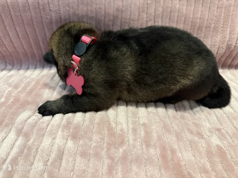 Pink - Female – German Shepherd Dog puppy for sale in Terre Haute, IN