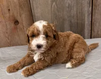 AKC Ruby, a female Poodle - Miniature  for sale in Prairie Du Chien, WI – 6 of 6