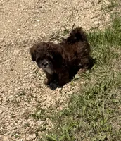 Ruby, a female Shihpoo for sale in Prairie Du Chien, WI – 6 of 7