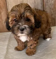 Ruby, a female Shihpoo for sale in Prairie Du Chien, WI – 5 of 7