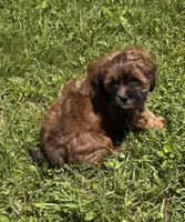 Charlie, a female Shihpoo for sale in Prairie Du Chien, WI – 2 of 7