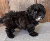 Smoke, a female Shihpoo for sale in Prairie Du Chien, WI – 4 of 6