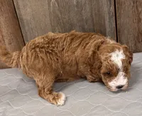 AKC Ruby, a female Poodle - Miniature  for sale in Prairie Du Chien, WI – 3 of 6