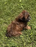 Charlie, a female Shihpoo for sale in Prairie Du Chien, WI – 7 of 7